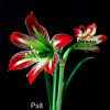 củ giống hoa huệ tây Amaryllis ‘ Psit  ‘ nhập khẩu