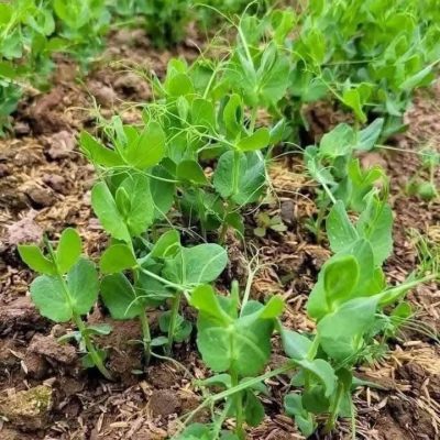 hạt giống cây đậu  hà lan siêu ngọn - dòng ăn ngọn - hạt nhập khẩu -1kg