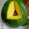 Cây giống " Bơ Pendil (Alpukat Pendil) " nhập khẩu