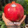 cây giống " Lựu Đỏ Peru " - cây giống nhập khẩu