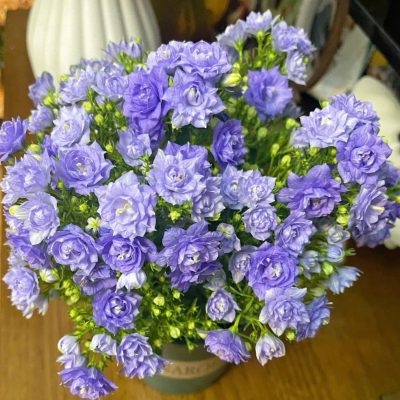 CHẬU HOA" phong linh thảo cánh kép -  (tên khoa học Campanula 'Blue Wonder' - hoa chuông - nhập khẩu