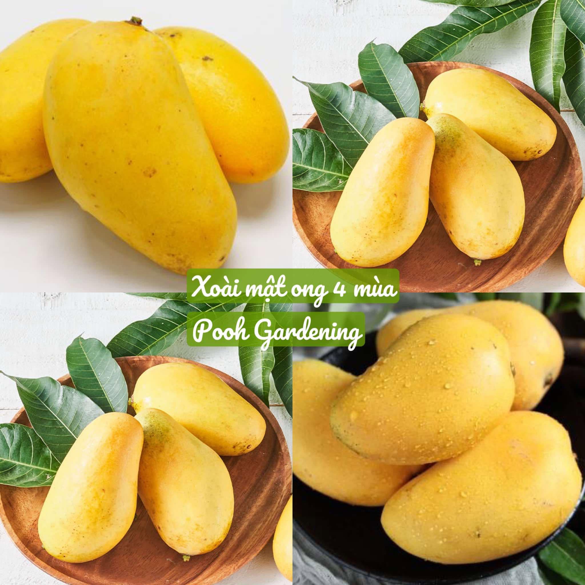 Cây giống " XOÀI MẬT ONG BỐN MÙA - XOÀI TIỂU ĐÀI NÔNG " - nhập khẩu Cây giống " XOÀI MẬT ONG BỐN MÙA - XOÀI TIỂU ĐÀI NÔNG " - nhập khẩu