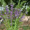 chậu Hoa violet tím cổ thơm (cả hoa và lá đều rất thơm)
