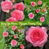 CHẬU HOA  HỒNG NGOẠI " Yang Yu Huan ( Dương Ngọc Hoàn) "  NHẬP KHẨU