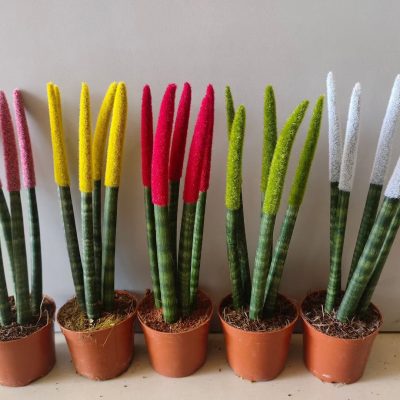 CÂY KIỂNG LÁ, CÂY PHONG THỦY ” Lưỡi hổ Bacularis (Sansevieria bacularis), Lưỡi hổ Ngà Voi lá nhung đủ màu " - nhập khẩu