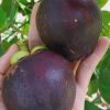 Cây giống "  đệ nhất măng cụt : Măng cụt rốn lồi Indonesia "  nhập khẩu