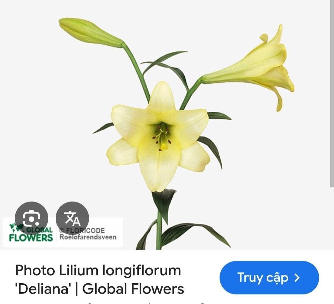 củ giống hoa loa kèn vàng hà lan ” Lilium longiflorum 'Deliana' ” nhập khẩu củ giống hoa loa kèn vàng hà lan ” Lilium longiflorum 'Deliana' ” nhập khẩu