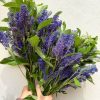 Cây Giống Hoa " Thiên Hương Tím - hoa Veronica " nhập khẩu