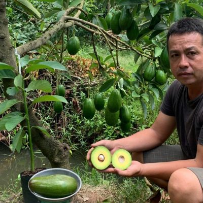 Cây giống " bơ sáp lùn siêu trái " – cây giống choai nhỡ nhập khẩu