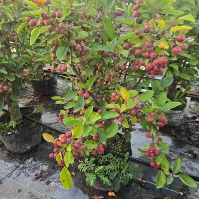 Chậu Cây " Táo Cherry Lùn Đài Loan - táo hồng hoa " – sẵn quả nhập khẩu