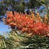Cây bách chanh Grevillea ‘Honey Barbara’ – nhập khẩu