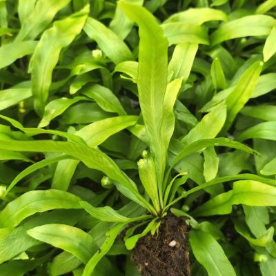 Cây giống " CÂY TỔ QUẠ " – cây giống ươm vị cấy mô nhập khẩu