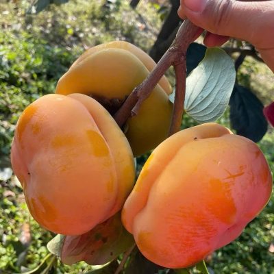 Cây " Hồng giòn bánh xe sơn đông sẵn quả" nhập khẩu