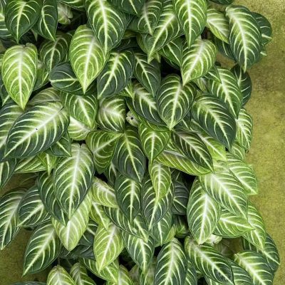 cây giống môn kiểng cánh thiên thần caladium lindenii  - angel wings - nhập khẩu