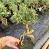 chậu cây tử đỏ, gốc bonsai mini cực đẹp