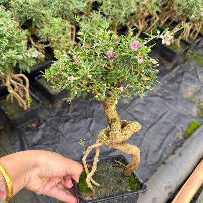 chậu cây tử đỏ, gốc bonsai mini cực đẹp
