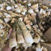 cây giống " Tre bói ngọt sơn la " - tre ăn sống được , cực ngon ngọt