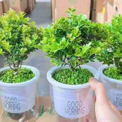 CHẬU CÂY KIỂNG LÁ , CÂY PHONG THỦY ” Cây Tiểu Diệp Xích Nam – Syzygium Buxifolium trồng thủy sinh “ - nhập khẩu