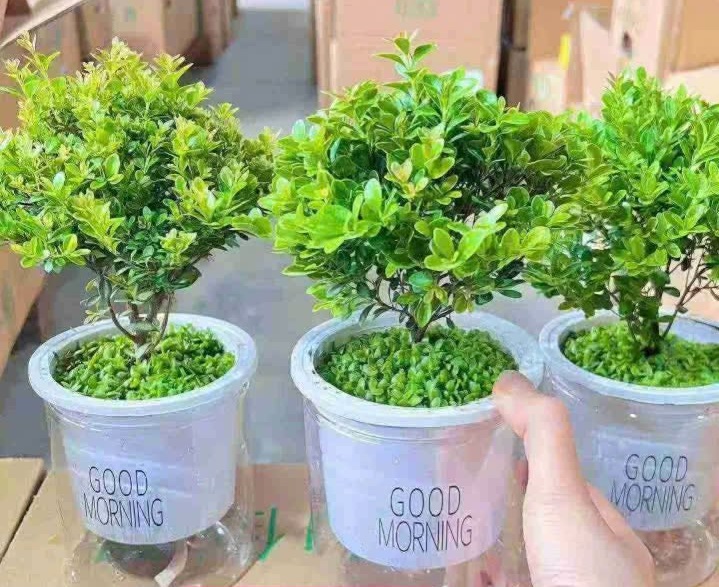 CHẬU CÂY KIỂNG LÁ , CÂY PHONG THỦY ” Cây Tiểu Diệp Xích Nam – Syzygium Buxifolium trồng thủy sinh “ - nhập khẩu CHẬU CÂY KIỂNG LÁ , CÂY PHONG THỦY ” Cây Tiểu Diệp Xích Nam – Syzygium Buxifolium trồng thủy sinh “ - nhập khẩu