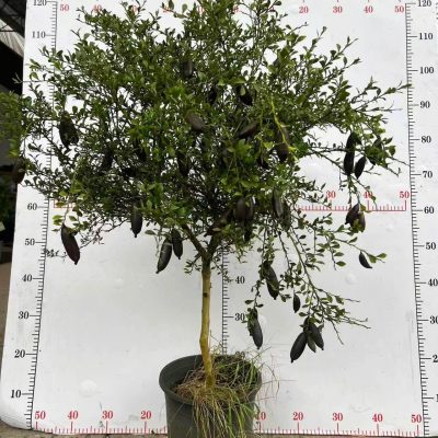 Chậu Cây " chanh ngón tay - chanh trứng cá hồi sẵn quả - cây nhập khẩu