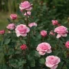 CHẬU HOA  HỒNG " Forbidden Parfum (Forbidden Parfum Rose) – Sắc Hồng Tím Thanh Tao, Hương Trái Cây Nhẹ Nhàng Quyến Rũ "