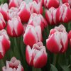 củ giống TULIP ” Dutch Design ” hà lan nhập khẩu