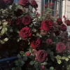 CHẬU HOA  HỒNG NGOẠI " Black Magic Rose – Sắc Đỏ Đen Huyền Bí, Hoa To Sang Trọng, Dòng Hồng Cao Cấp "