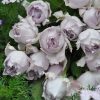 CHẬU HOA HỒNG NGOẠI " Lucifer (Lucifer rose) NHẬT BẢN "