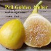 chậu sung mỹ " Pell Golden Amber "