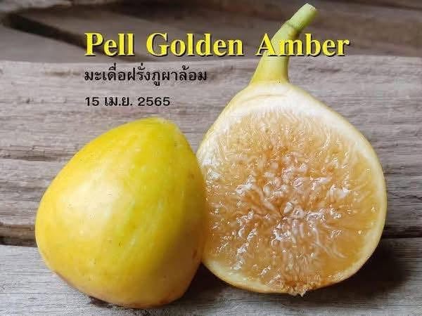 chậu sung mỹ " Pell Golden Amber " chậu sung mỹ " Pell Golden Amber "