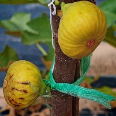 chậu sung mỹ " Aphrodite "