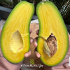 Cây giống " BƠ SWY 02 INDONESIA  " nhập khẩu