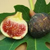 chậu sung mỹ " Black Manzanita - Sung Mỹ cao cấp - Black Manzanita Fig "  - Cây Sung Mỹ quý hiếm
