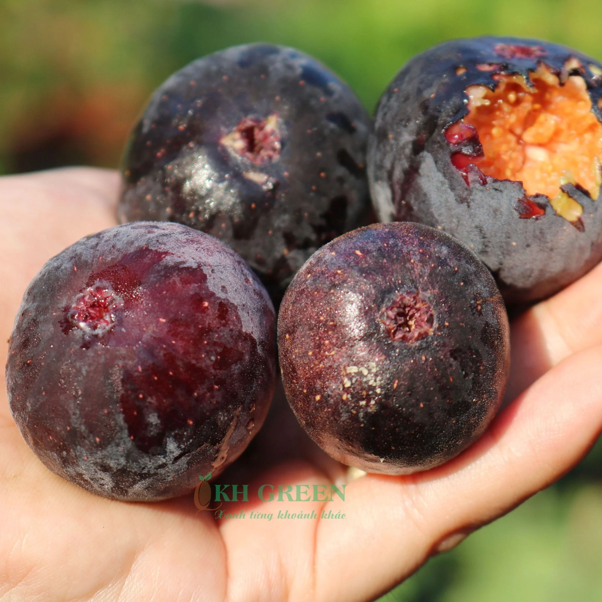 chậu sung mỹ " Black Orak - Black Orak Fig " chậu sung mỹ " Black Orak - Black Orak Fig "