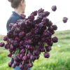 củ giống TULIP ” Black Hero ” hà lan nhập khẩu