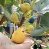 chậu sung mỹ " Bordissot Blanca Rimada - BBR Fig "