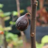 chậu sung mỹ " Brogiotto Nero "