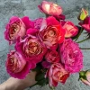 CHẬU HOA  HỒNG " Centenaire de Lourdes (Centenaire Rose) – Hồng Ngoại Pháp Siêu Sai Hoa, Bền Màu, Nở Thành Chùm, Hương Thơm Nhẹ Dịu "