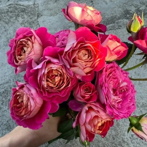 CHẬU HOA HỒNG " Centenaire de Lourdes (Centenaire Rose) – Hồng Ngoại Pháp Siêu Sai Hoa, Bền Màu, Nở Thành Chùm, Hương Thơm Nhẹ Dịu " CHẬU HOA HỒNG " Centenaire de Lourdes (Centenaire Rose) – Hồng Ngoại Pháp Siêu Sai Hoa, Bền Màu, Nở Thành Chùm, Hương Thơm Nhẹ Dịu "