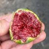 chậu sung mỹ " Crema Di Fragola (CDF) "