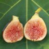 chậu sung mỹ " I258 - I258 Fig "