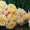 CHẬU HOA  HỒNG LEO " Jerri Jenning vàng đậm "
