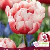 củ giống TULIP ” Voicemail ” hà lan nhập khẩu