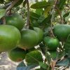 Cây giống " Lucuma " nhập khẩu