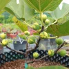 chậu sung mỹ " Matinenca Rimada - MR Fig "