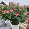 CHẬU HOA  HỒNG NGOẠI " Color Shell Rose – Hồng Ngoại Sọc Hồng Kem Độc Đáo, Form Hoa Sang Trọng "