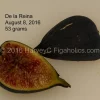 chậu sung mỹ " De La Reina - DLR Fig "