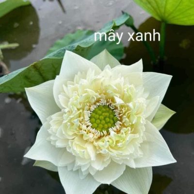 Giống Hoa Sen Mây Xanh- Green Cloud