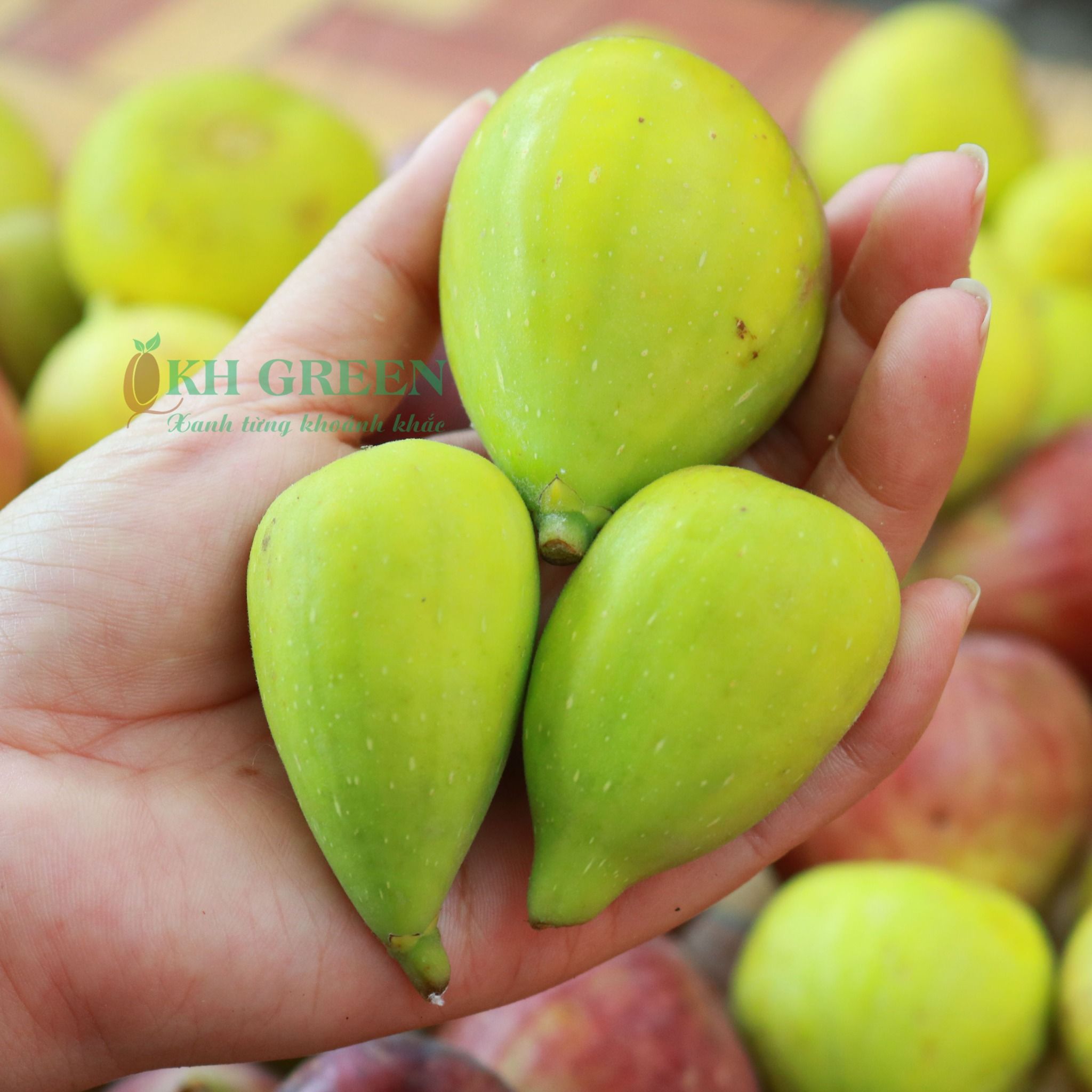 chậu sung mỹ " Stella " chậu sung mỹ " Stella "