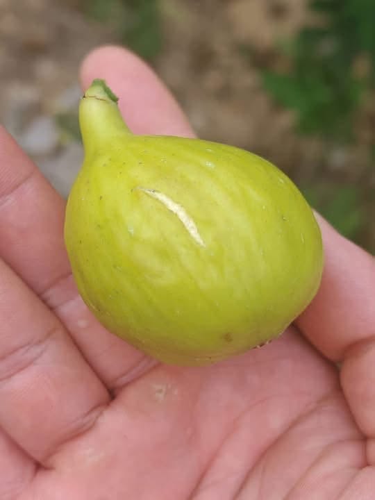 chậu sung mỹ " TENA " chậu sung mỹ " TENA "